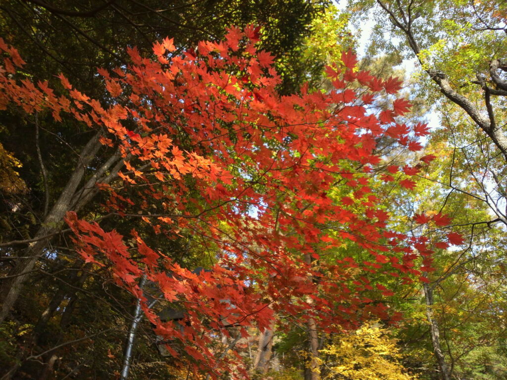 松原湖の紅葉