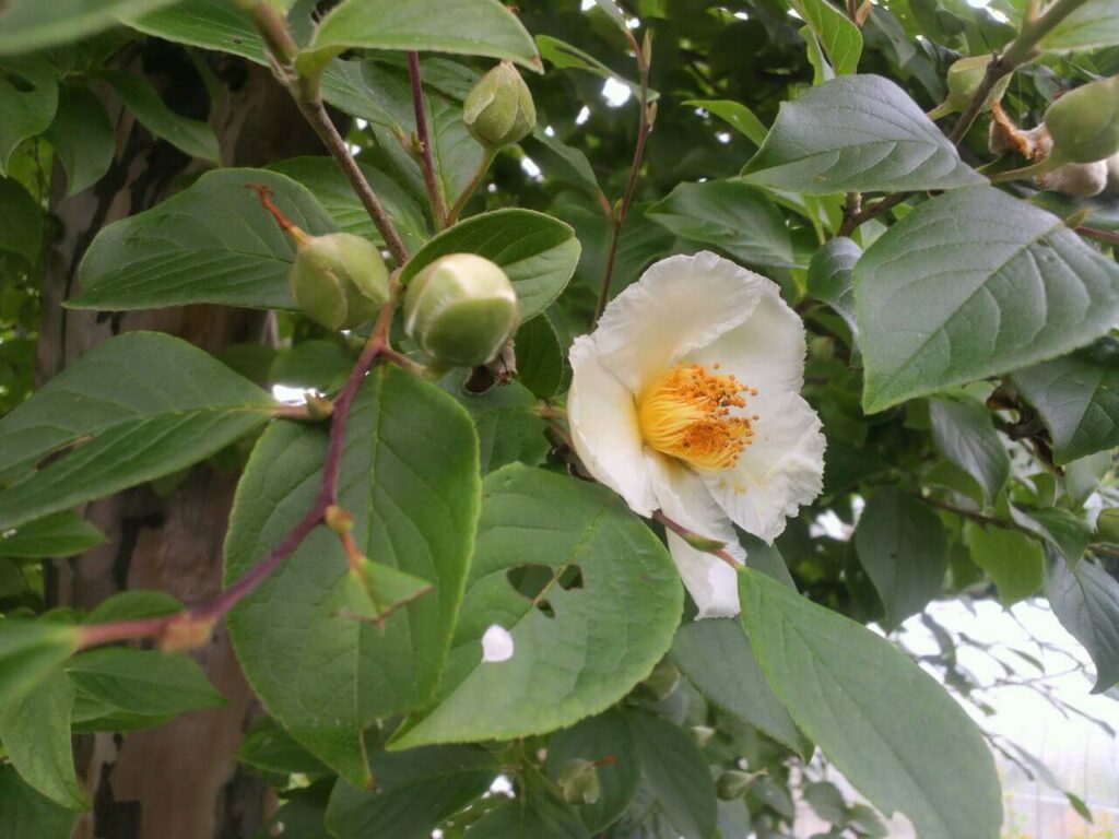 夏椿（ナツツバキ）別名：沙羅樹（しゃらのき）