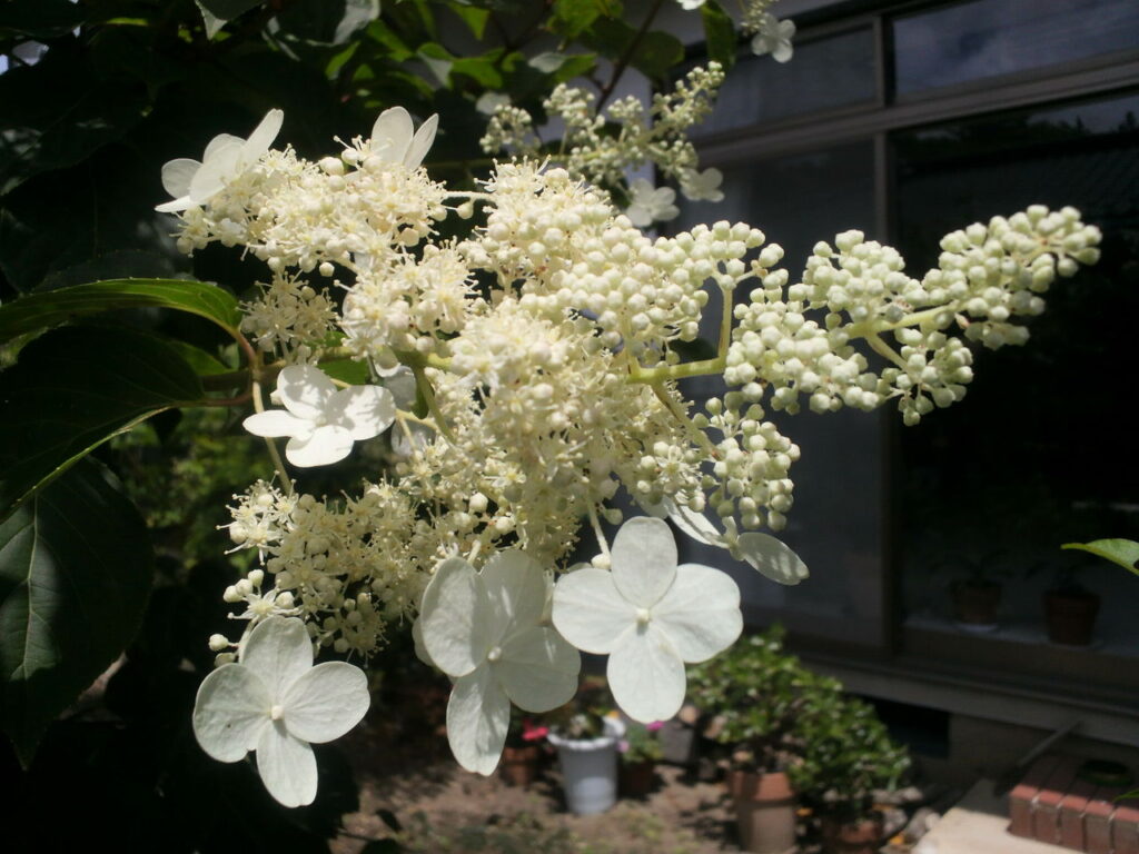 糊空木（ノリウツギ）